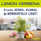 Mrs. Meyer's All-Purpose Cleaner Spray, Lemon Verbena, Pack of 3 - Ruhaa Store